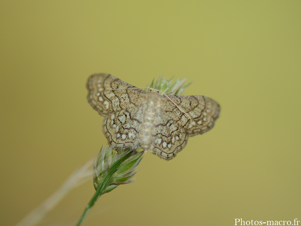 Idaea moniliata