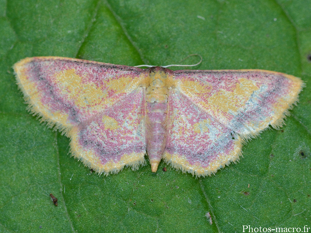 Idaea muricata