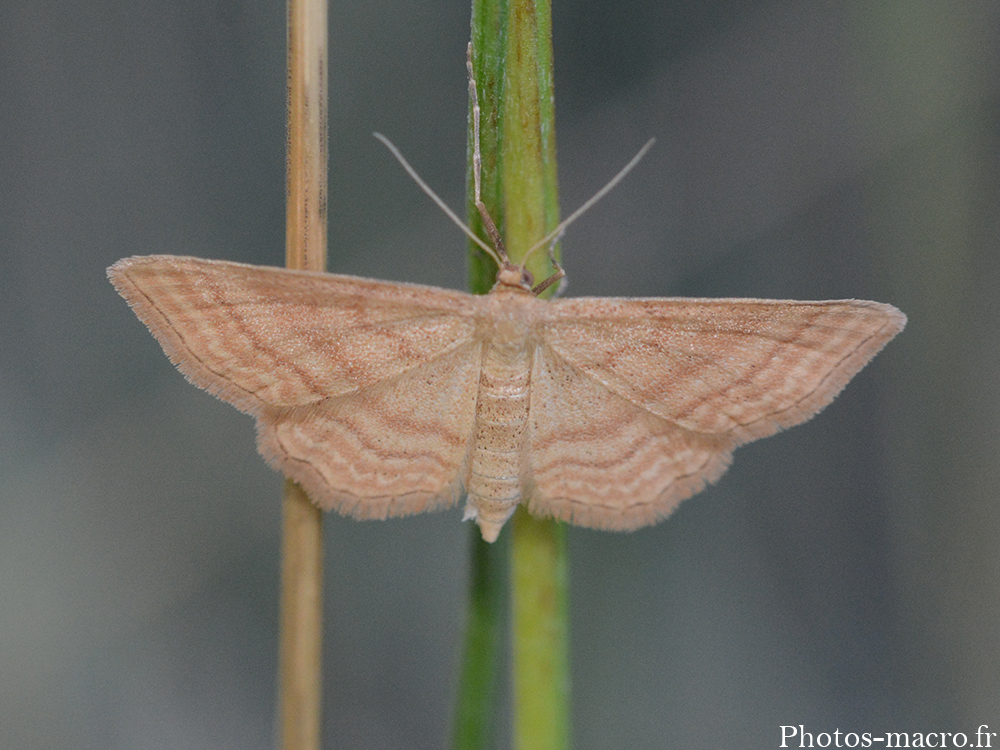 Idaea ochrata