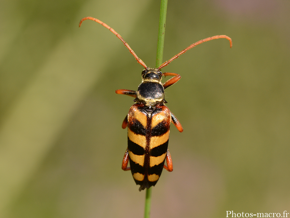 Leptura aurulenta