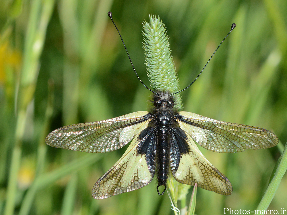 Libelloides coccajus