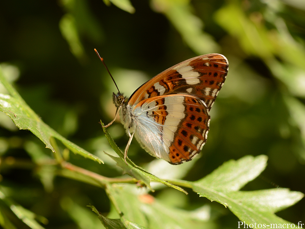 Limenitis reducta