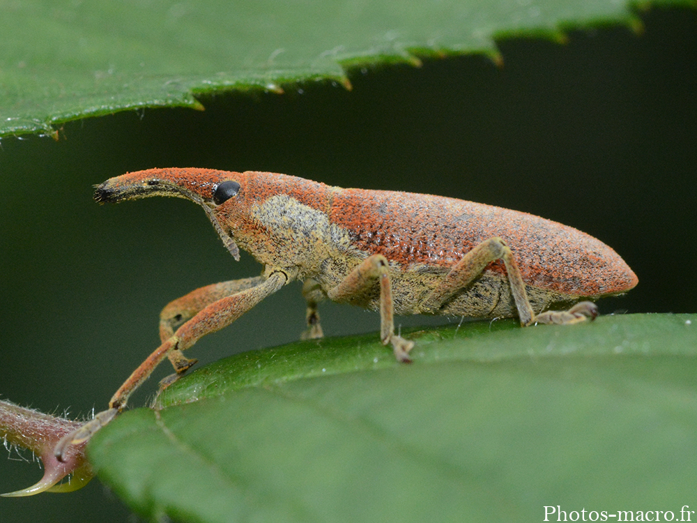 Lixus pulverulentus