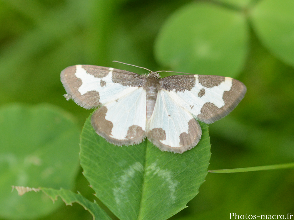 Lomaspilis marginata