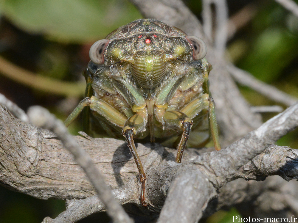 Lyristes plebejus