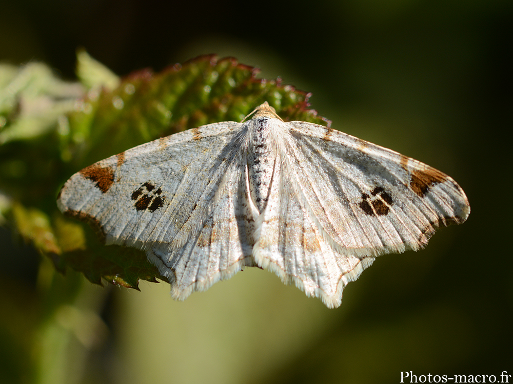 Macaria notata