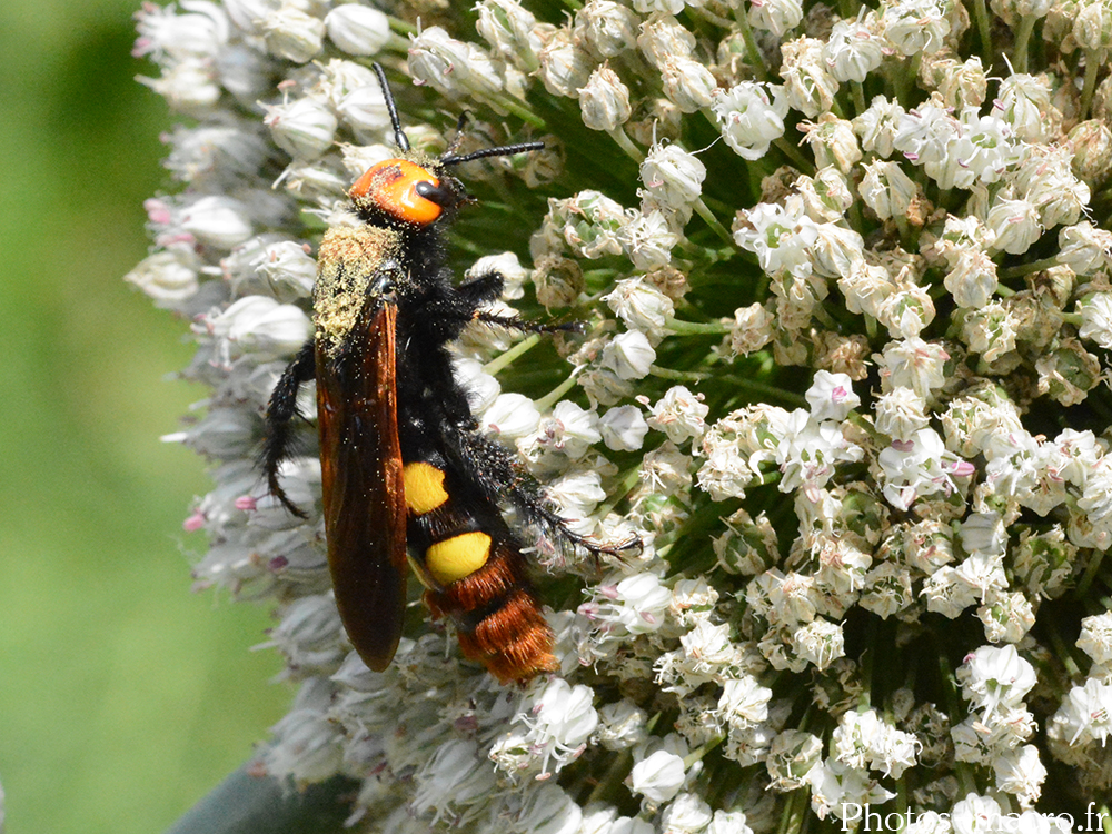 Megascolia maculata