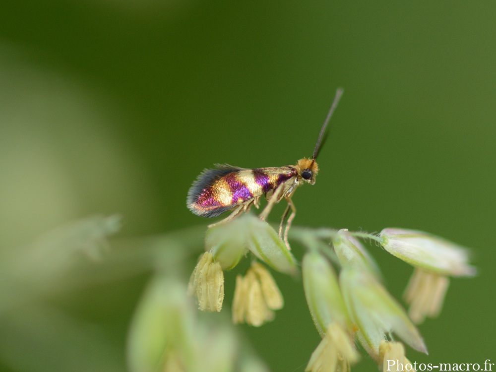 Micropterix tunbergella