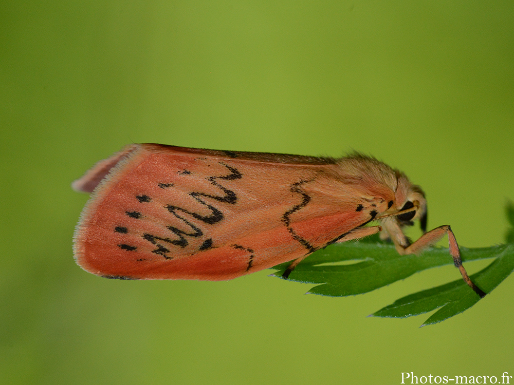 Miltochrista miniata