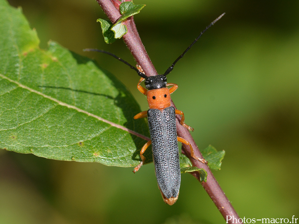 Oberea oculata