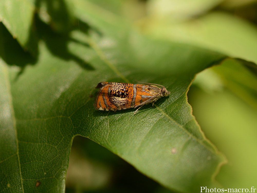 Olethreutes arcuella