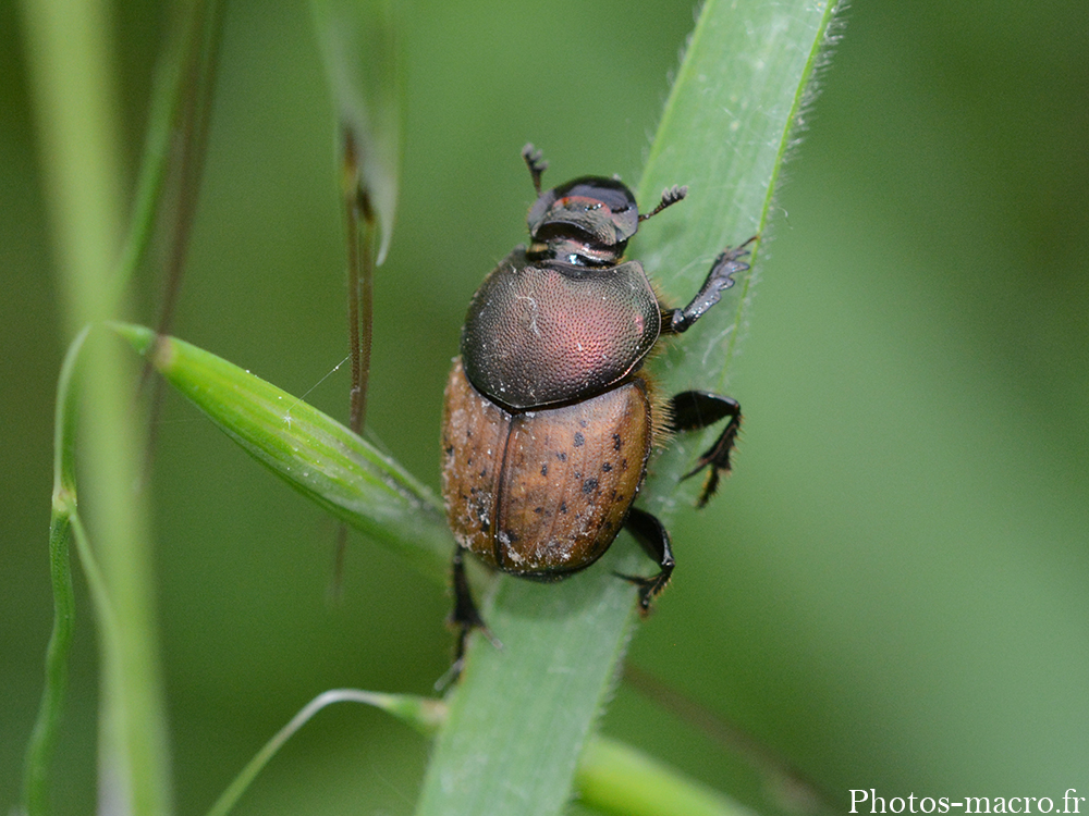 Onthophagus lemur