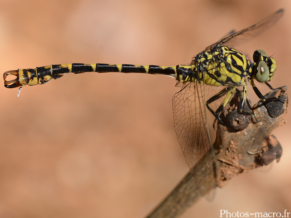 Onychogomphus forcipatus