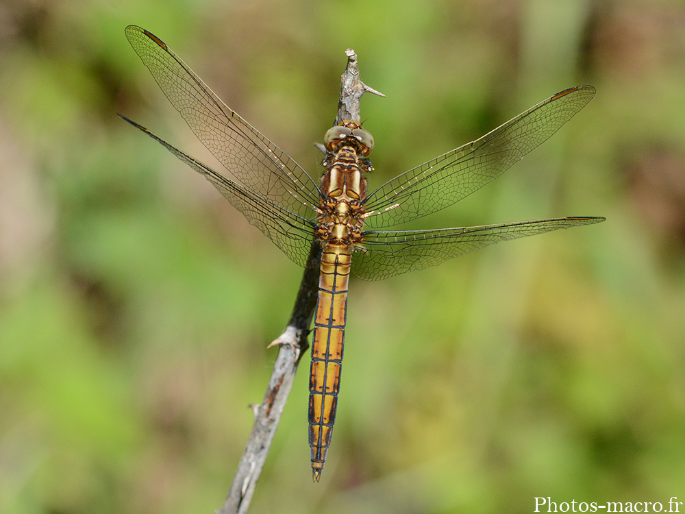 Orthetrum coerulescens