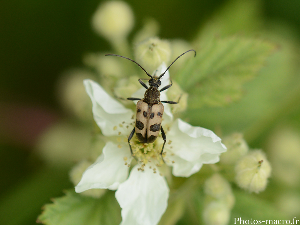 Pachytodes cerambyciformis