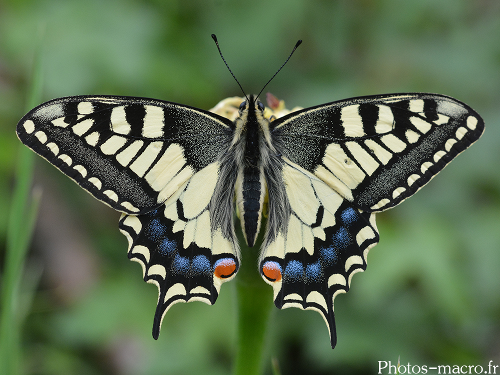 Papilio machaon