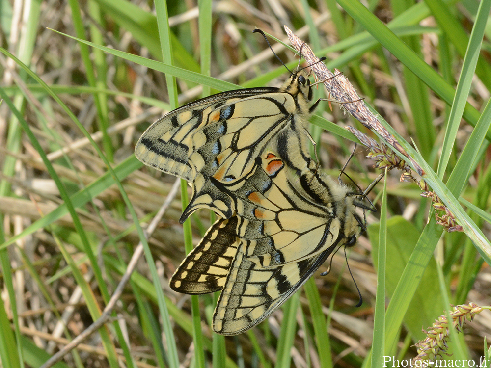 Papilio machaon