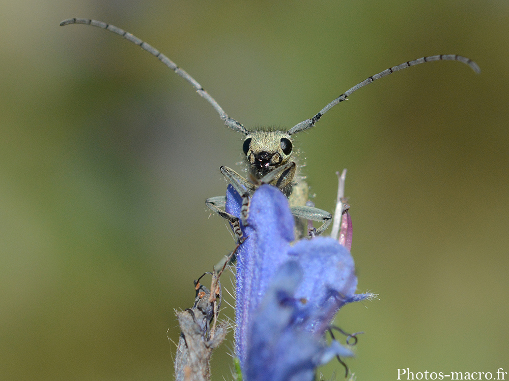 Phytoecia coerulescens