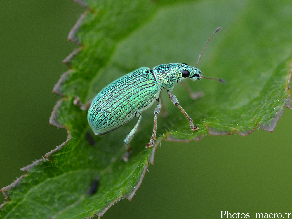 Polydrusus sericeus