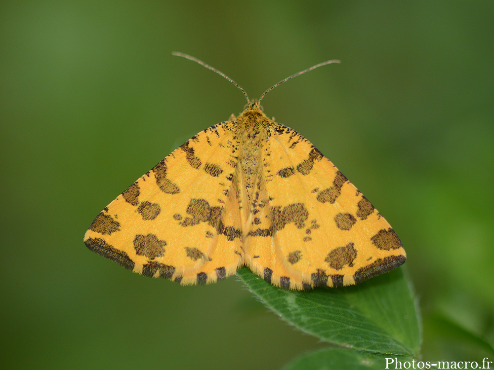 Pseudopanthera macularia