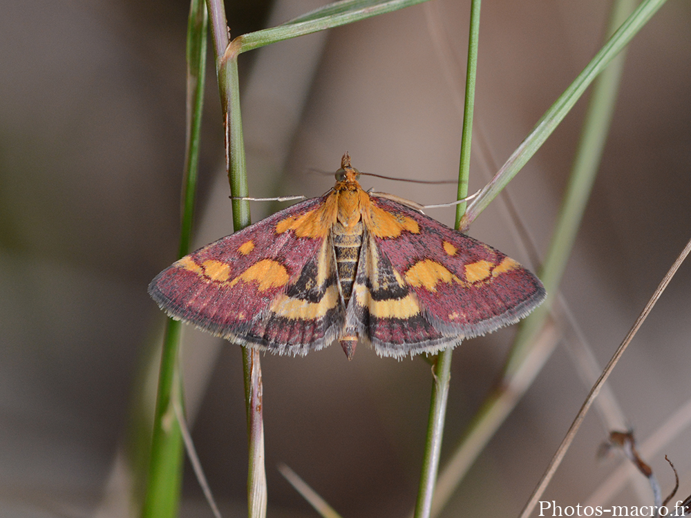 Pyrausta purpuralis