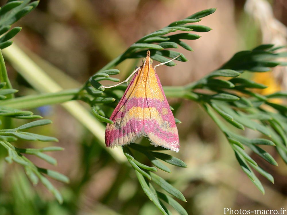 Pyrausta virginalis