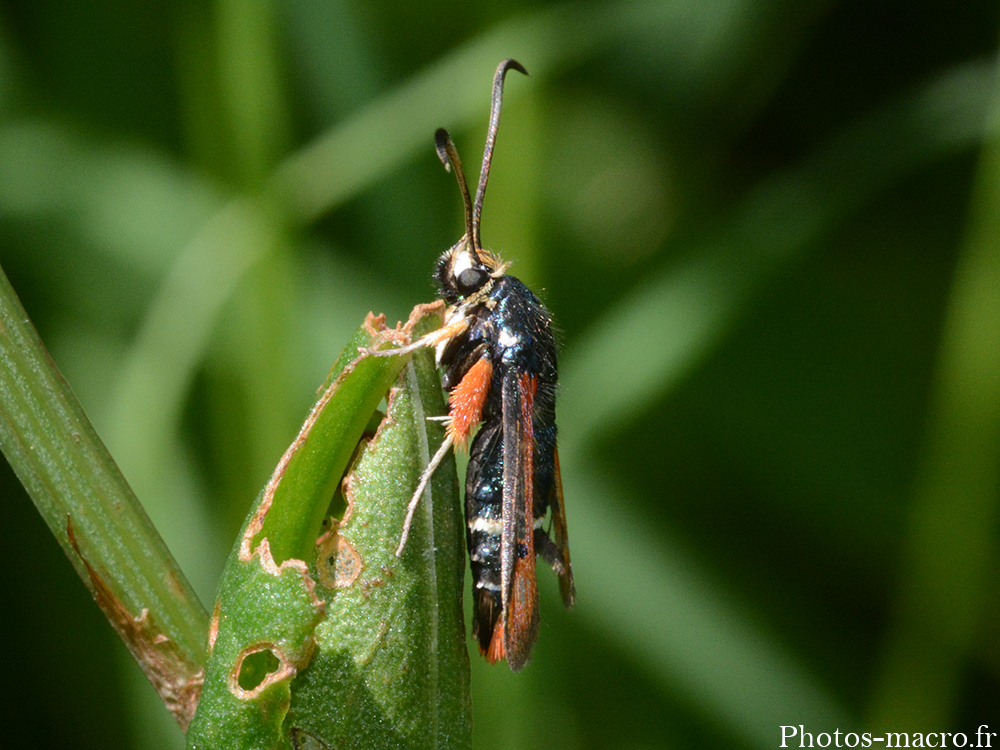 Pyropteron chrysidiformis