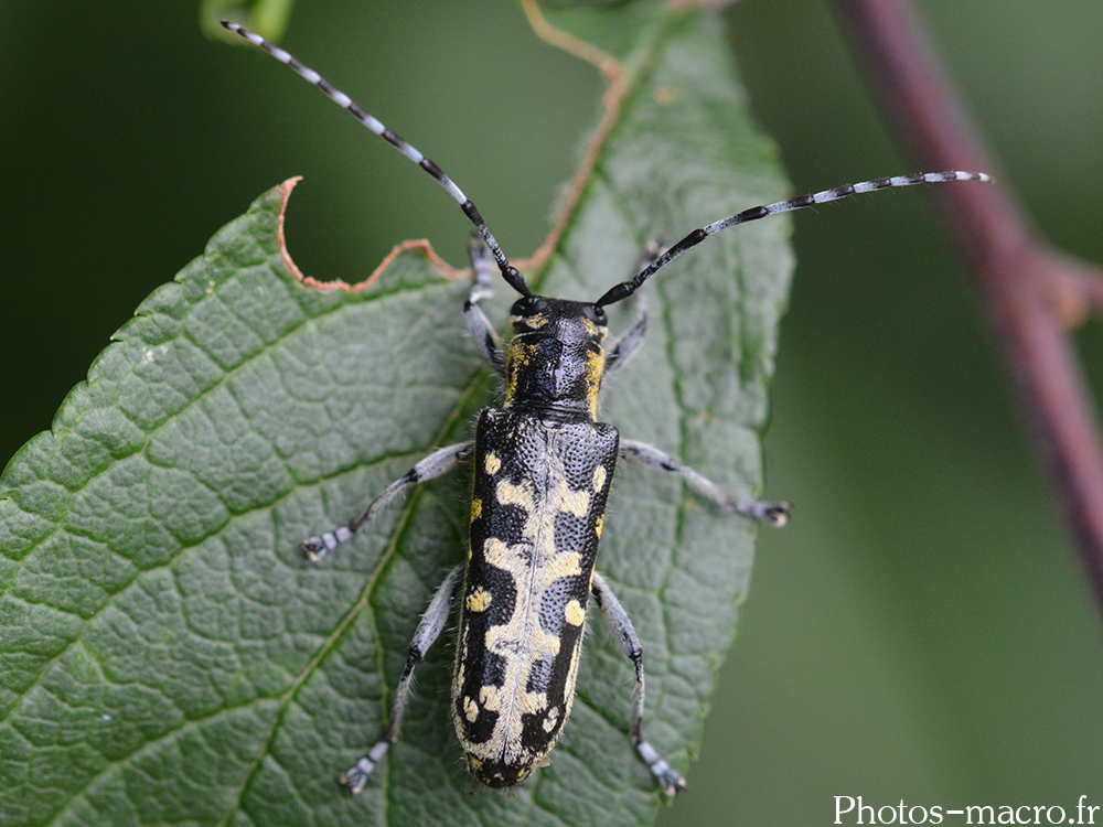 Saperda scalaris