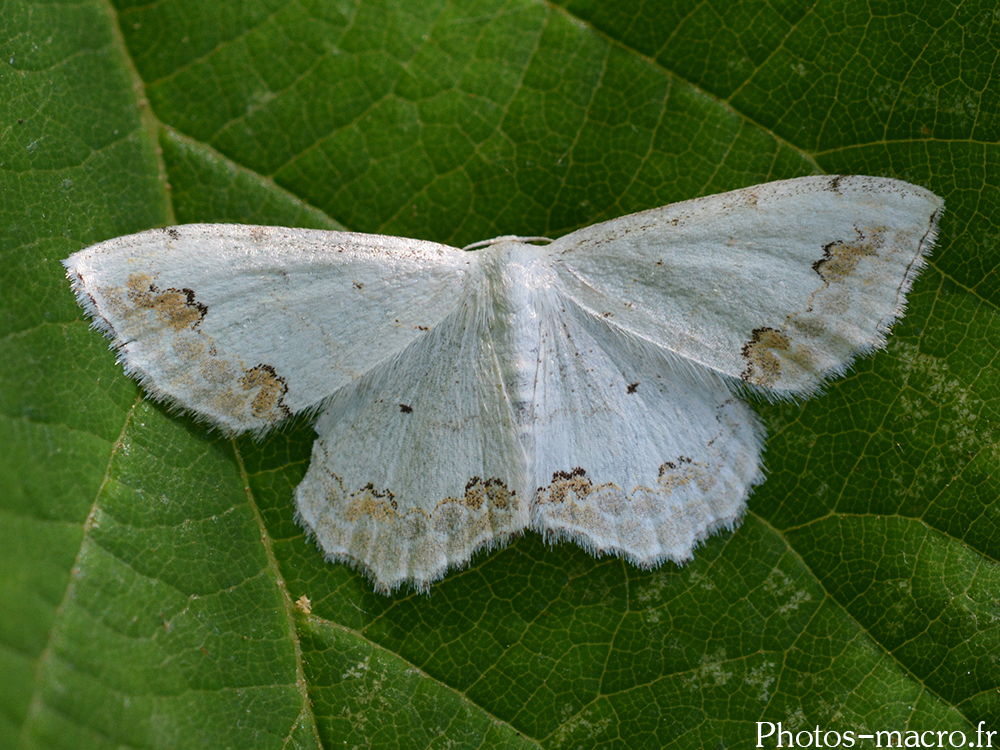 Scopula ornata