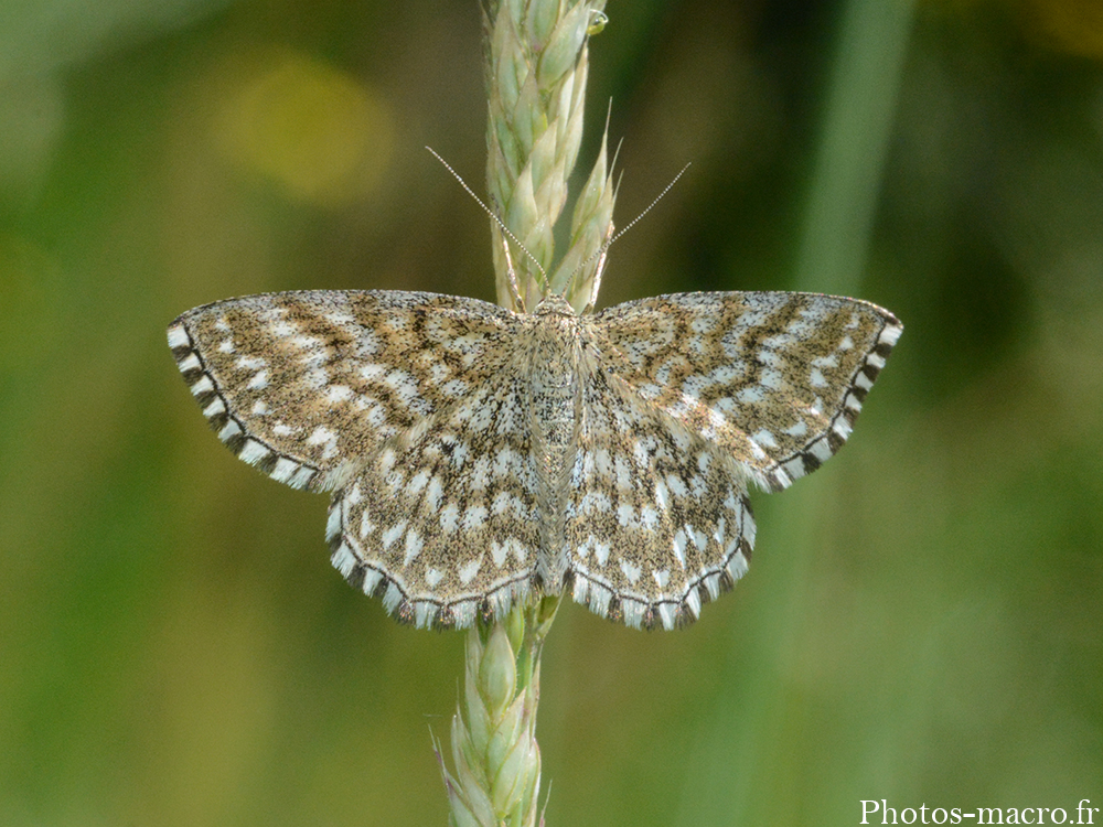 Scopula tessellaria