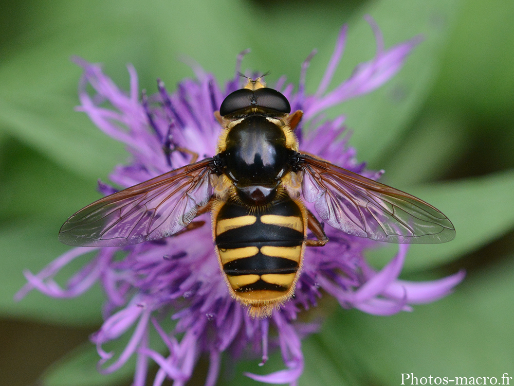 Sericomyia silentis