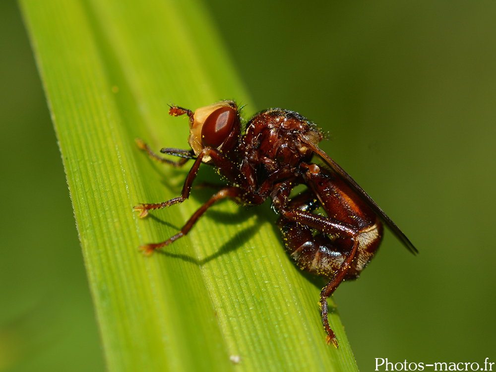 Sicus ferrugineus