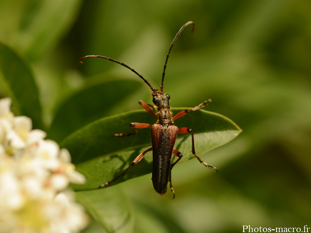 Stenocorus meridianus