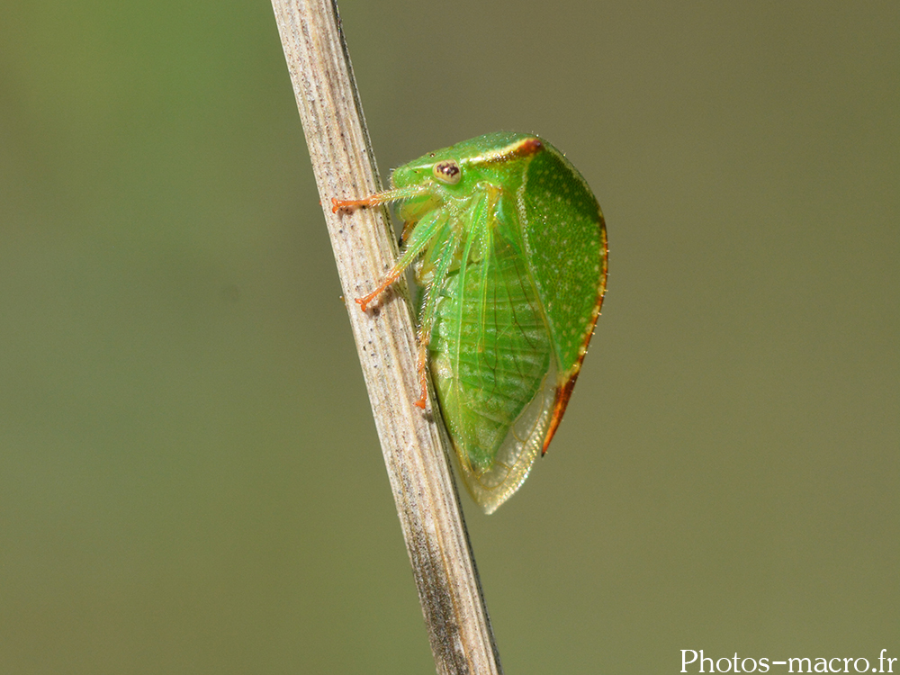 Stictocephala bisonia