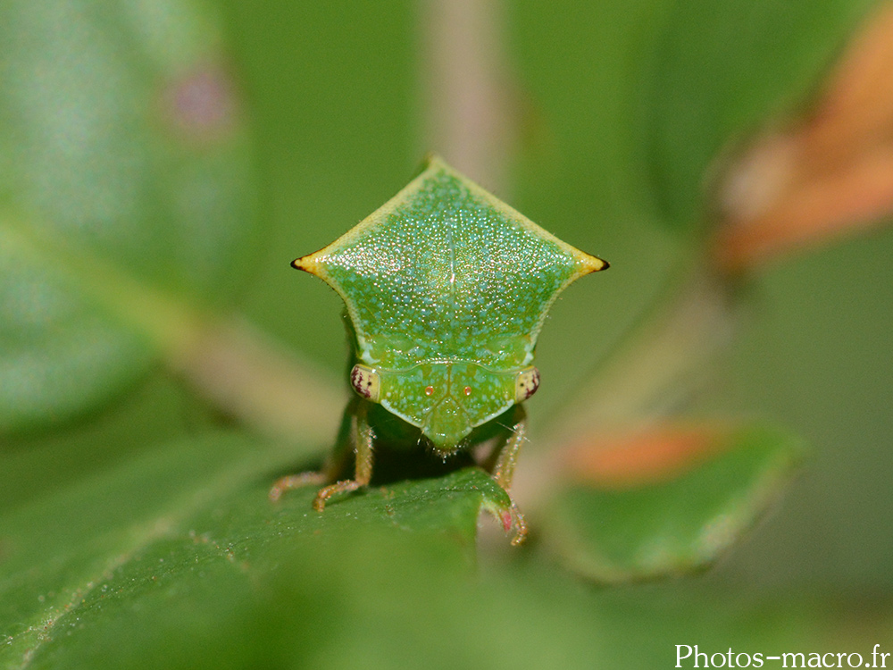 Stictocephala bisonia