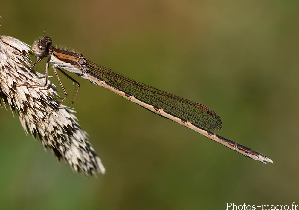 Sympecma fusca