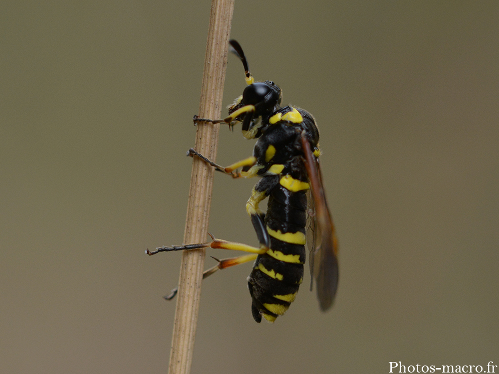 Tenthredo marginella