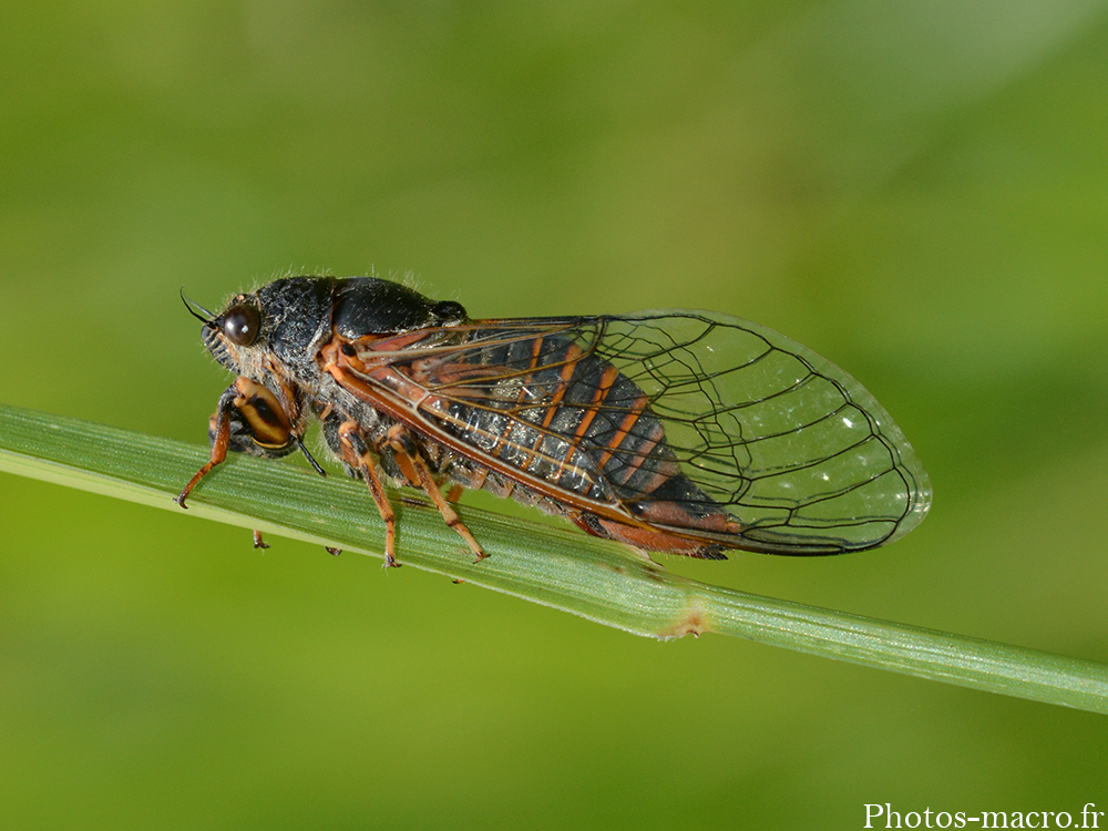 Tibicina haematodes