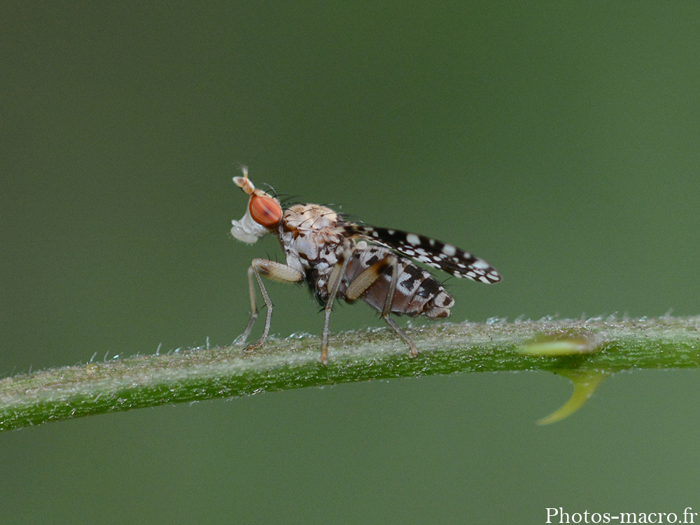 Trypetoptera punctulata