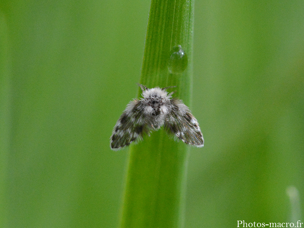 Ulomyia fuliginosa