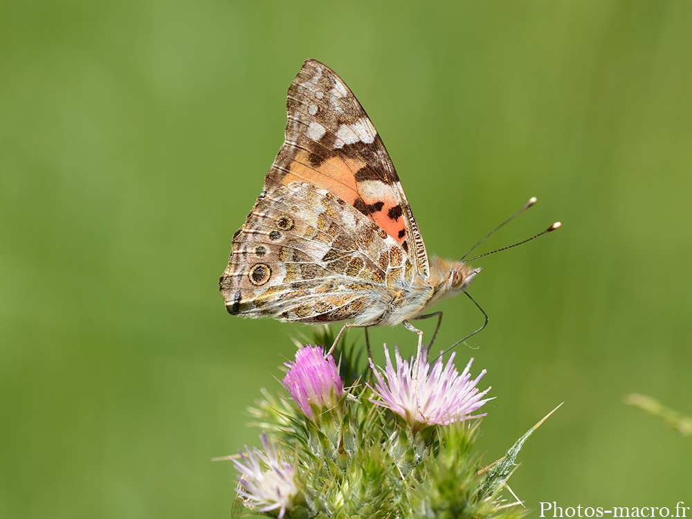 Vanessa cardui