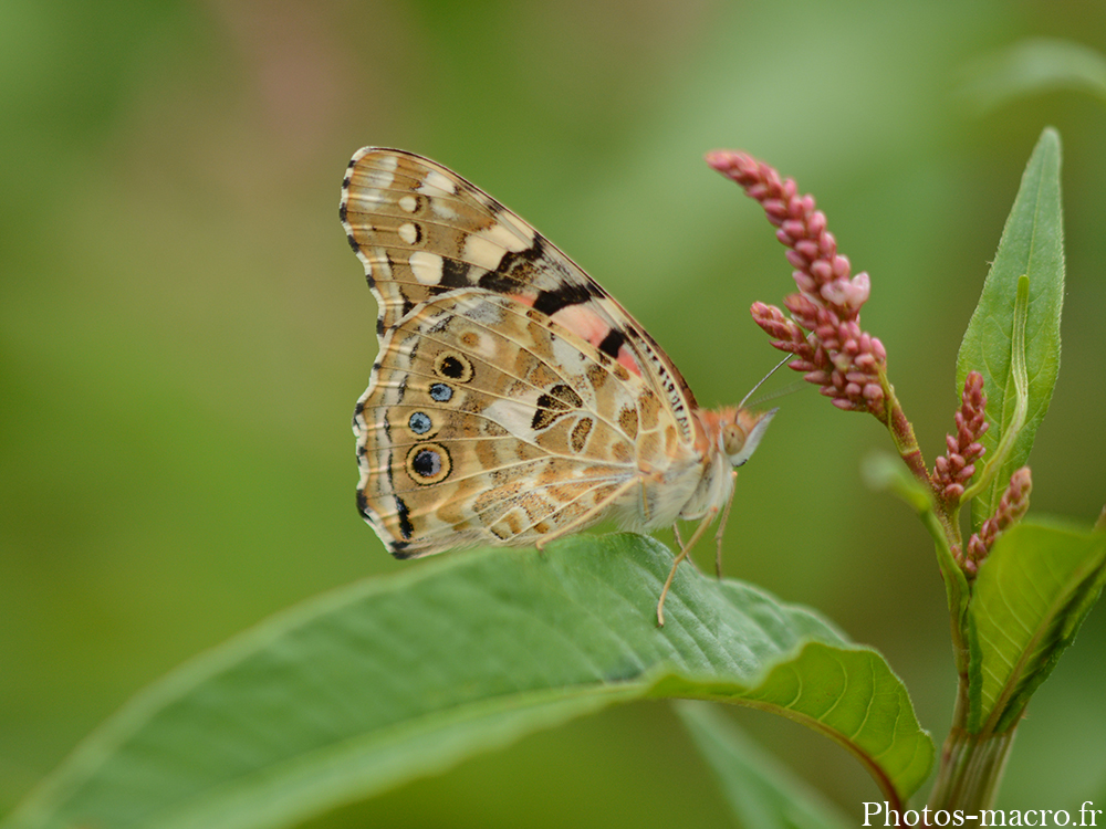 Vanessa cardui