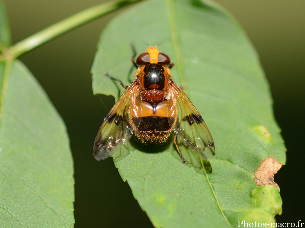 Volucella inflata