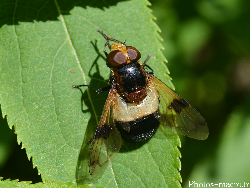 Volucella pellucens