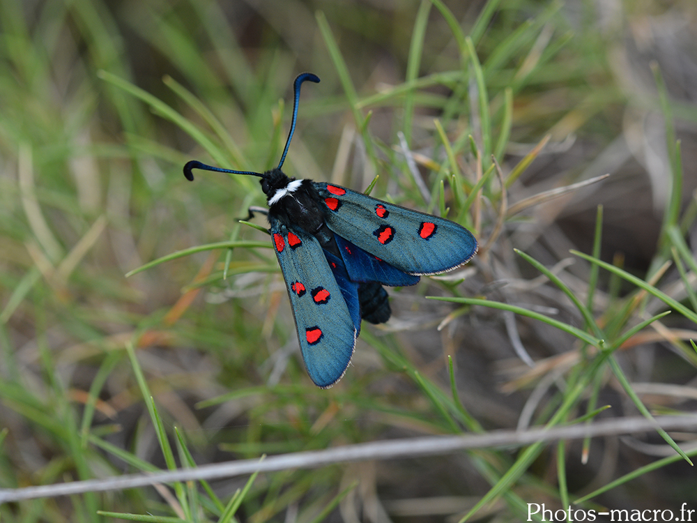 Zygaena lavandulae