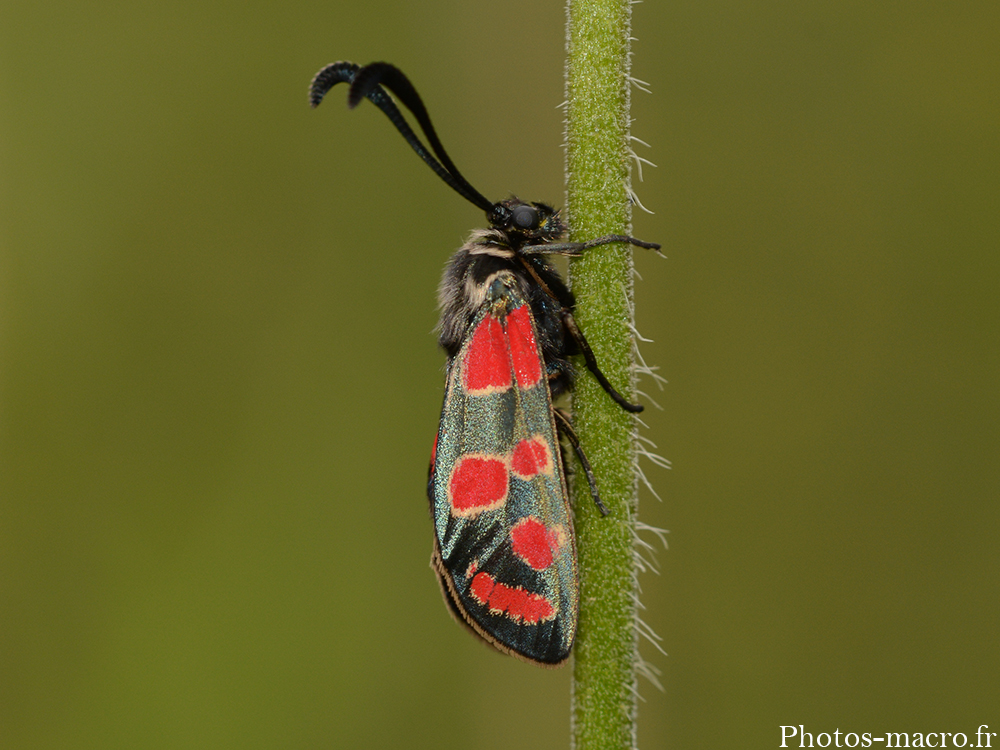 Zygaena carniolica