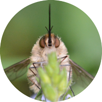 Un Bombylius indéterminé