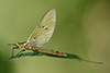 Ephemera danica