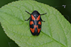 Cercopis vulnerata