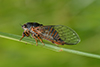 Tibicina haematodes